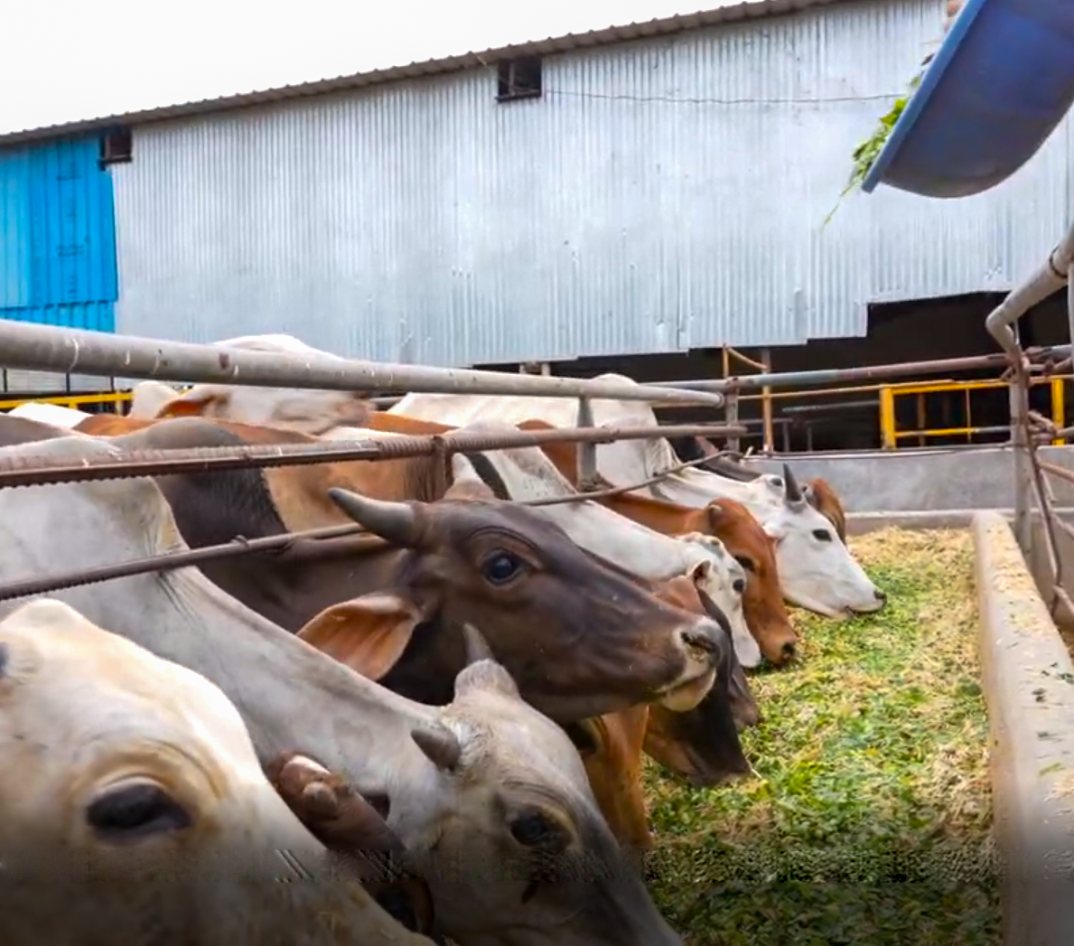 Gau Seva