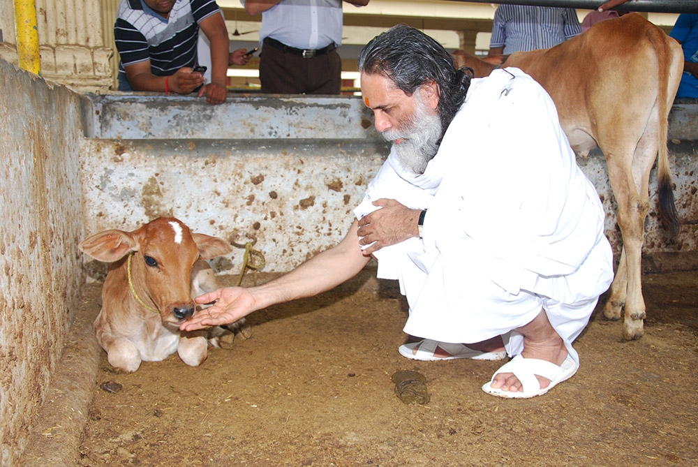 Cow Sanctuary