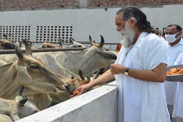 Gaushala Seva